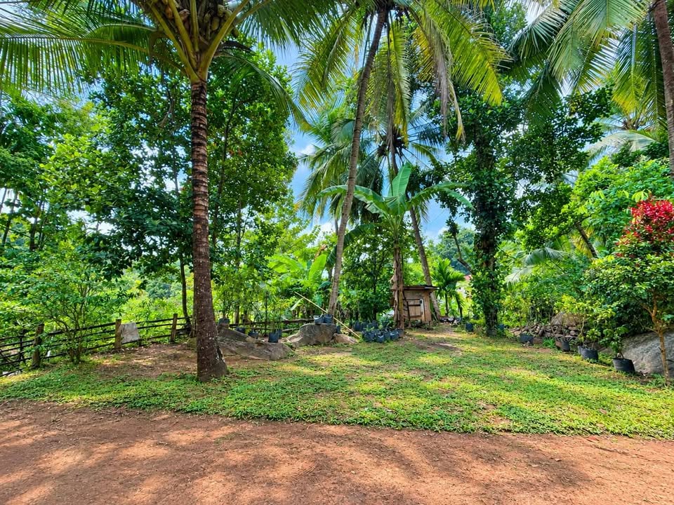 කෑගල්ල නගරයට ආසන්නව අගනා ඉඩම් විකිණීමට!
