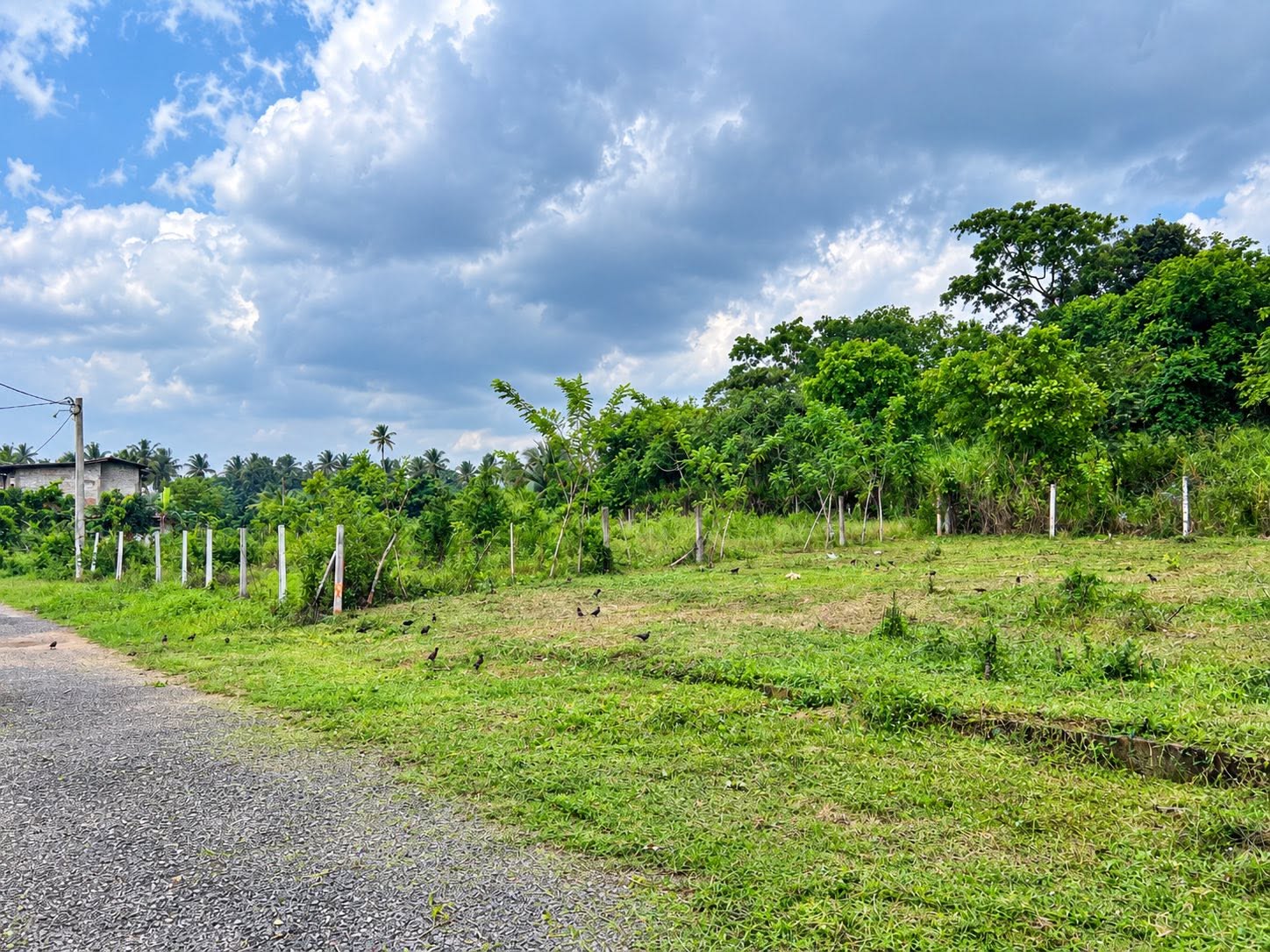 නාරම්මල නගරයට ආසන්නයෙන් අගනා ඉඩමක් විකිණීමට!